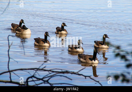 Kanada gans Schwimmen in einem See im Sommer Stockfoto