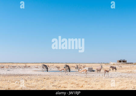 Oryx, auch gemsbok genannt, burchells Zebras und Springböcke an einem Wasserloch im Norden Namibias Stockfoto