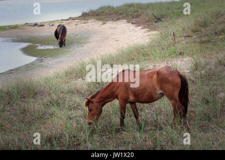 Wilde Pferde auf Shackleford Banken Barrier Island North Carolina Stockfoto