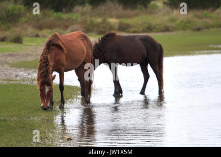 Wilde Pferde auf Shackleford Banken Barrier Island North Carolina Stockfoto