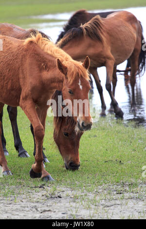 Wilde Pferde auf Shackleford Banken Barrier Island North Carolina Stockfoto