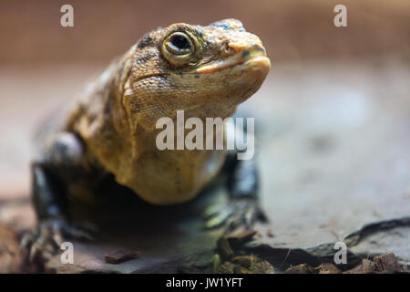 Ctenosaura Imilis, allgemein bekannt als der schwarze Stacheligen-tailed Iguana Stockfoto