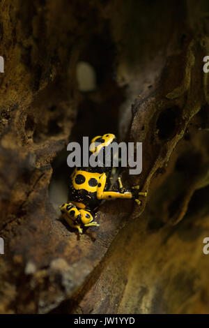 Kleine poison dart Frog. Stockfoto