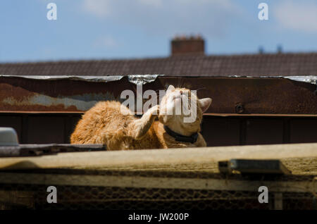 Ingwer Tom Cat mit Kragen Kratzen auf dem Dach. Stockfoto