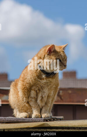 Allert Ingwer Tom Cat mit Kragen auf der Dachterrasse. Stockfoto