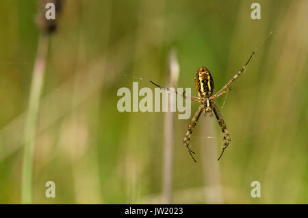 Wasp spider Argiope Bruennichi im Web, Limburg, Niederlande. Stockfoto