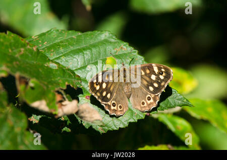 Hauhechelbläuling, schmetterling, Pararge splendens Sonnenbaden Wald Grenze, Limburg, Niederlande Stockfoto