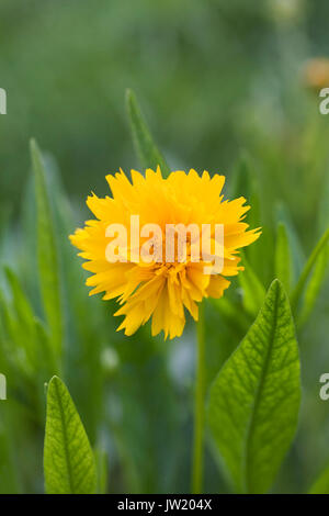 Coreopsis grandiflora 'Early Sunrise' Blume. Stockfoto