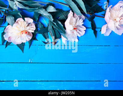 Drei weiße Pfingstrose blüht auf einem blauen Hintergrund Holz, leeren Raum an der Unterseite Stockfoto