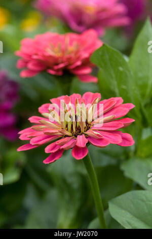 Zinnien im Garten. Stockfoto