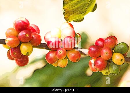 Kaffee Baum mit Kaffee Beeren Stockfoto