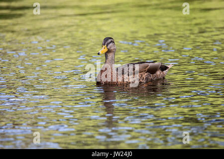 Weibliche Stockente, auf einem lokalen Kanal. Stockfoto