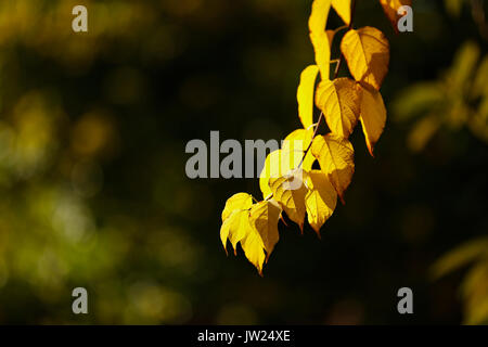 Blätter im Herbst in Sonnenschein, Trebah Garten; Cornwall, UK Stockfoto
