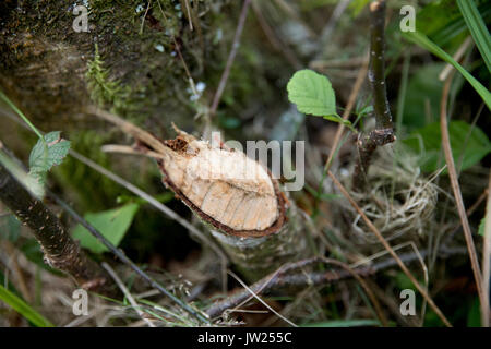 Baum von einem Biber genagt; UK Stockfoto