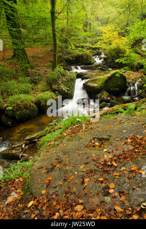 Kennall Vale; Cornwall, UK Stockfoto