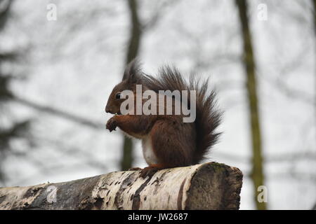 Eichhörnchen Surrey England Großbritannien Stockfoto