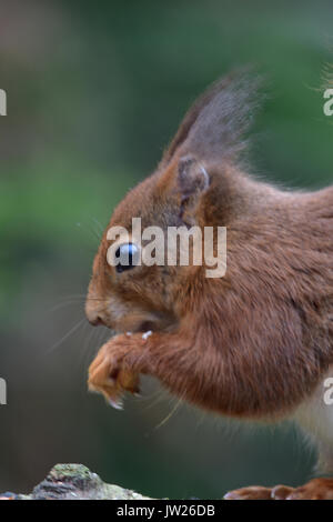 Eichhörnchen Surrey England Großbritannien Stockfoto