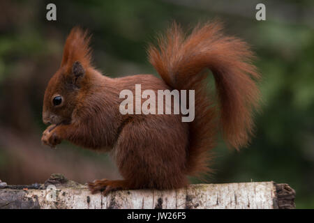 Eichhörnchen Surrey England Großbritannien Stockfoto