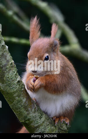 Eichhörnchen Surrey England Großbritannien Stockfoto