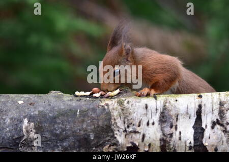 Eichhörnchen Surrey England Großbritannien Stockfoto