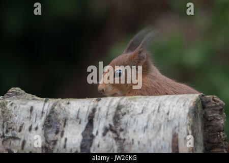 Eichhörnchen Surrey England Großbritannien Stockfoto