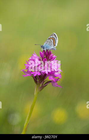 Silberner verzierter blauer Schmetterling; Plebejus argus Single Male auf pyramidenförmiger Orchidee Cornwall; UK Stockfoto