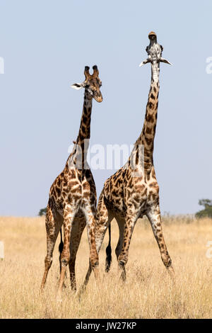 Zwei junge Masai-Giraffe (Giraffa Camelopardalis tippelskirchi) kämpfen Stockfoto