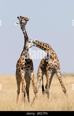 Zwei junge Masai-Giraffe (Giraffa Camelopardalis tippelskirchi) kämpfen Stockfoto