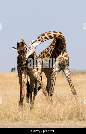 Zwei junge Masai-Giraffe (Giraffa Camelopardalis tippelskirchi) kämpfen Stockfoto