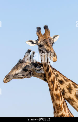 Zwei junge Masai-Giraffe (Giraffa Camelopardalis tippelskirchi) kämpfen Stockfoto