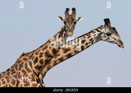 Zwei junge Masai-Giraffe (Giraffa Camelopardalis tippelskirchi) kämpfen Stockfoto