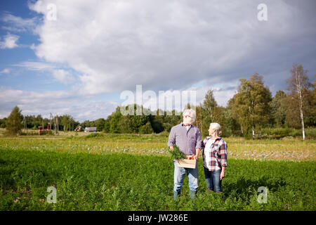 Älteres Paar mit Box Kommissionierung Karotten auf Bauernhof Stockfoto
