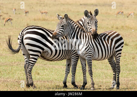 Süßer Moment zwischen Ebene Zebras (Equus quagga) Mutter und Kind gegenseitig auf Schiefe Stockfoto