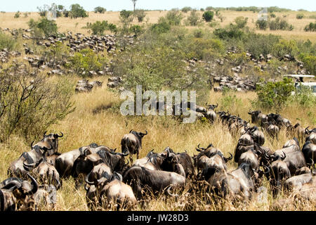 Western White - bärtigen Gnus (Connochaetes taurinus mearnsi) treffen in der Nähe des Flusses, über den Fluss zu überqueren Stockfoto