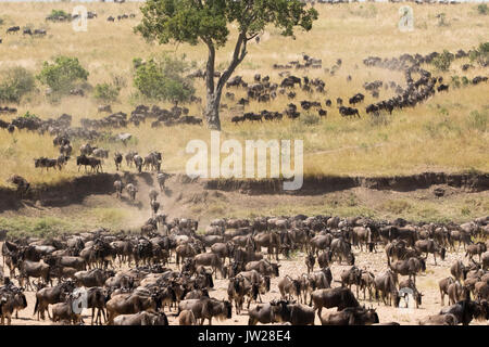 Western White - bärtigen Gnus (Connochaetes taurinus mearnsi) Überschreiten der Sand River Stockfoto