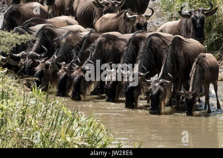 Western White - bärtigen Gnus (Connochaetes taurinus mearnsi) der Sand River, Futter bis etwas Wasser zu haben Stockfoto