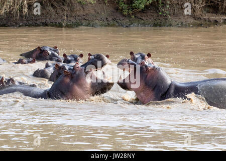 Gemeinsame Flusspferd (Hippopotamus amphibius) kämpfen, mit Mund weit offen gegenüberstehen, als ob Lachen Stockfoto