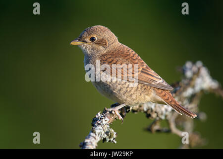 Neuntöter (Lanius collurio), flügge, jungen Vogel, sitzen auf den Zweig, Biosphäre Feld Schwäbische Alb, Baden-Württemberg Stockfoto