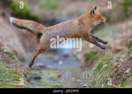 Red Fox (Vulpes vulpes), Sprung über einen Bach, Böhmerwald, Tschechien Stockfoto