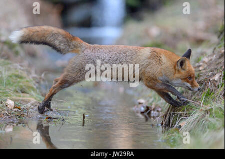 Red Fox (Vulpes vulpes), Sprung über einen Bach, Böhmerwald, Tschechien Stockfoto