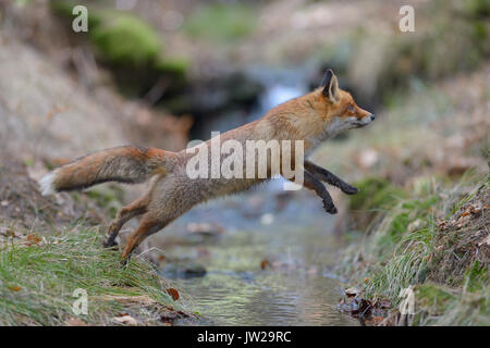 Red Fox (Vulpes vulpes), Sprung über einen Bach, Böhmerwald, Tschechien Stockfoto