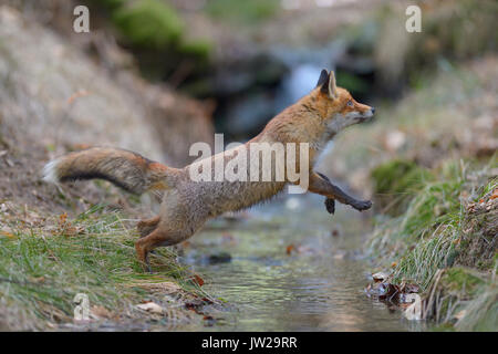 Red Fox (Vulpes vulpes), Sprung über einen Bach, Böhmerwald, Tschechien Stockfoto