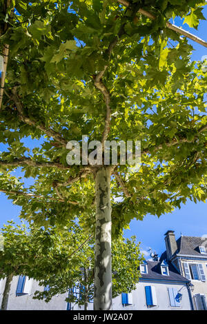 Platanen (Platanus) ausgebildet werden für den overhead Tierheim, Monein, Pyrénées-Atlantiques, Frankreich. Stockfoto