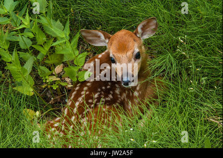 Baby Deer Stockfoto