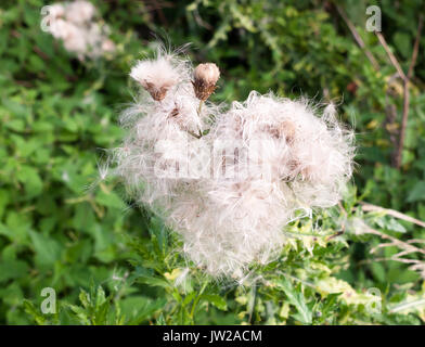 Wunderschöne Nahaufnahme Menge detail von vielen flauschigen weißen Mariendistel Blütenköpfe, Großbritannien Stockfoto