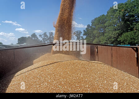 Mähdrescher entladen Weizen Korn in Lkw Anhänger auf einem sonnigen Sommertag Stockfoto
