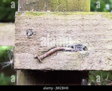 Nahaufnahme der Riemen und alten Nagel in hölzernen Pfosten, Großbritannien Stockfoto