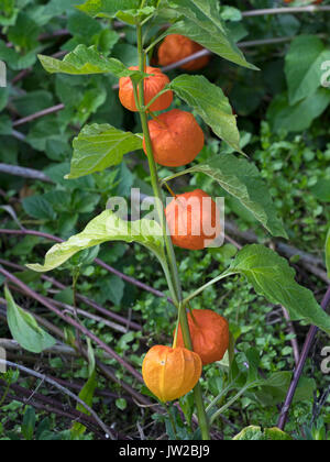 Chinesische Laternen Physalis alkekengi Stockfoto