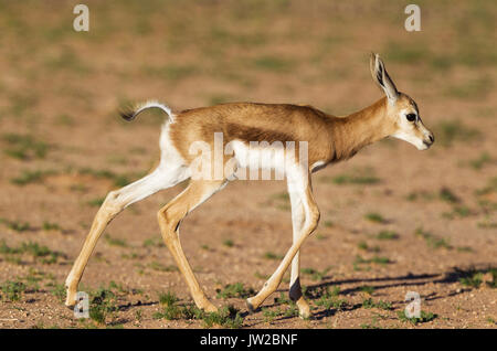 Springbock (Antidorcas marsupialis), Neu geboren Lamm, erste Schritte, Kalahari Wüste, Kgalagadi Transfrontier Park, Südafrika Stockfoto