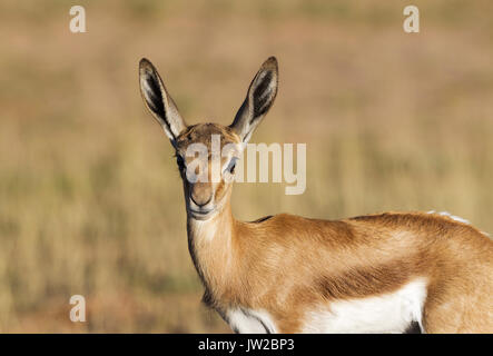 Springbock (Antidorcas marsupialis), jungen Lamm, Kalahari Wüste, Kgalagadi Transfrontier Park, Südafrika Stockfoto